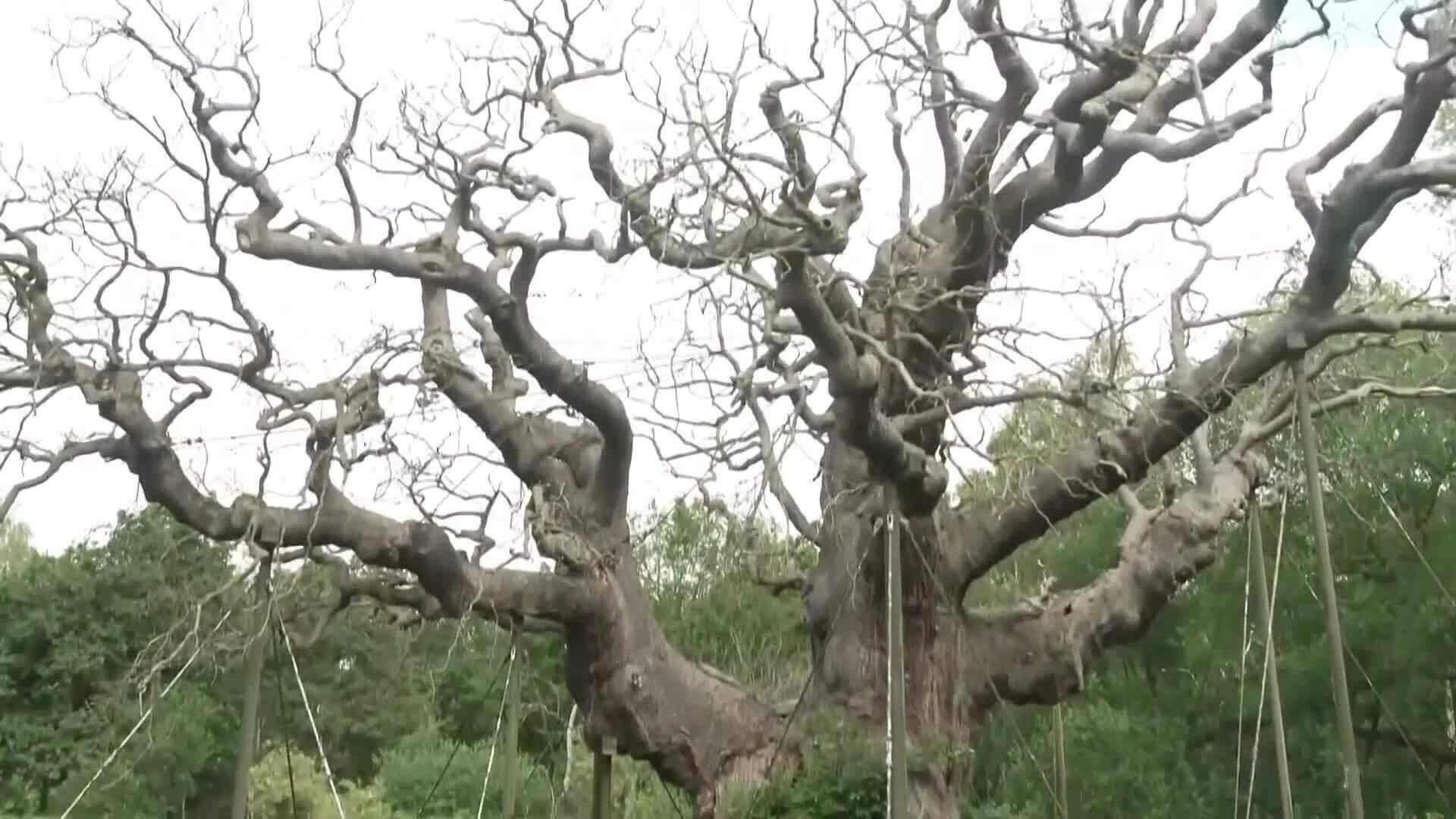 Cây sồi nghìn năm tuổi chết do quá đông khách ghé thăm