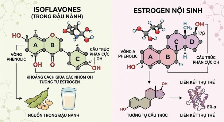 Isoflavone trong đậu nành không phải là estrogen nội sinh. Ảnh minh họa AI