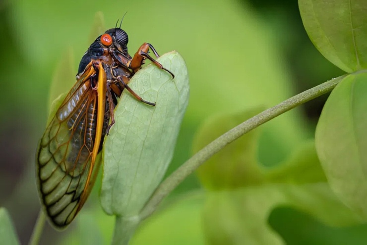 1786181164-d3509e26aa-vesau2-jpeg-4088-4685-4264-width740height494 Ảnh minh họa: Adobe Stock
