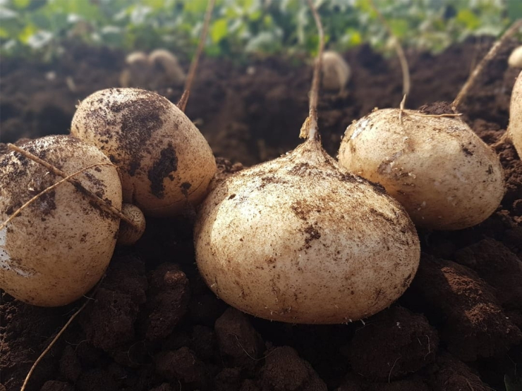 Củ đậu là loại thực phẩm giải nhiệt vô cùng quen thuộc trong ẩm thực Việt Nam.