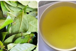 Điều gì xảy ra nếu bạn uống nước chè xanh mỗi ngày?