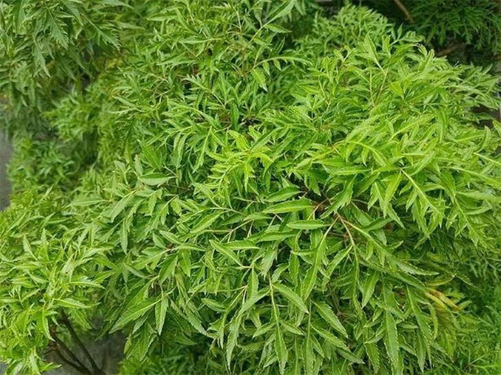 1789631747-6d91808bdd-dinhlang-1-width730height547 Đinh lăng vừa được dùng làm rau gia vị, cây cảnh vừa được sử dụng trong y học cổ truyền