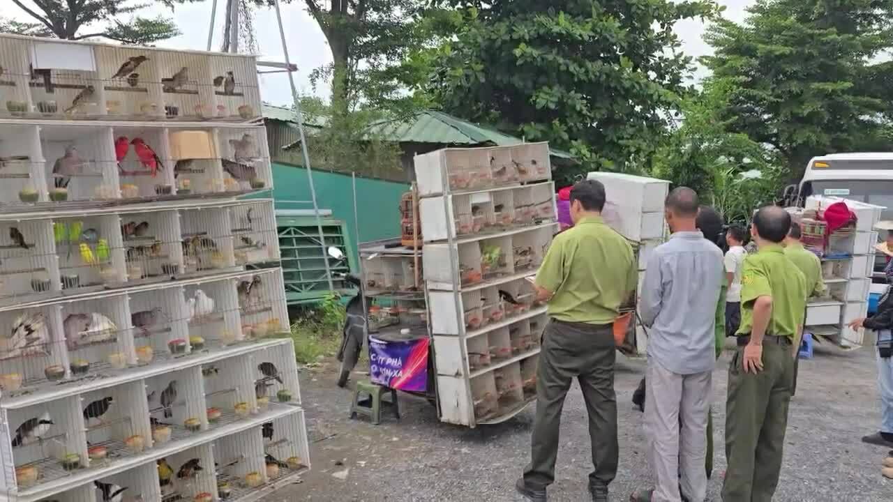 Kiểm tra 15 xe chở hơn 1.000 chim trời ở chợ phiên tự phát