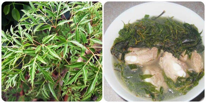 1791341052-70e980efec-ipiccy-image-90-width720height360 Đinh lăng là vị thuốc dân gian quen thuộc của người dân Việt Nam