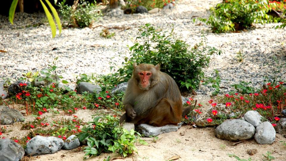 Đảo Khỉ với hệ sinh thái thiên nhiên đa dạng