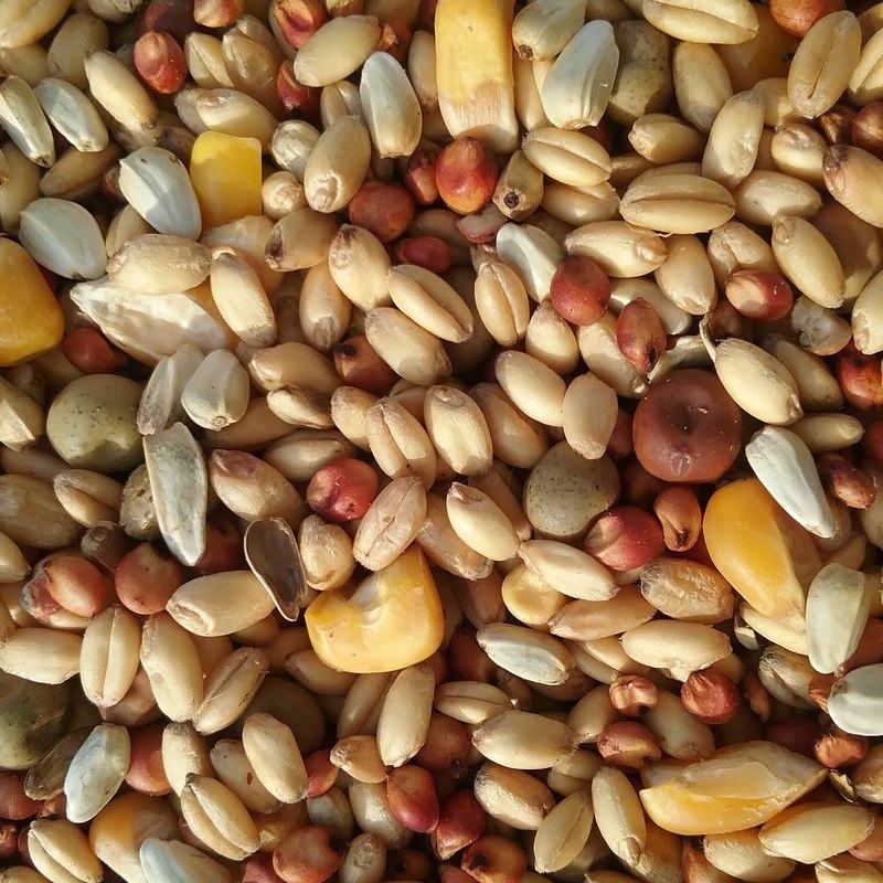 Các loại hạt ngũ cốc