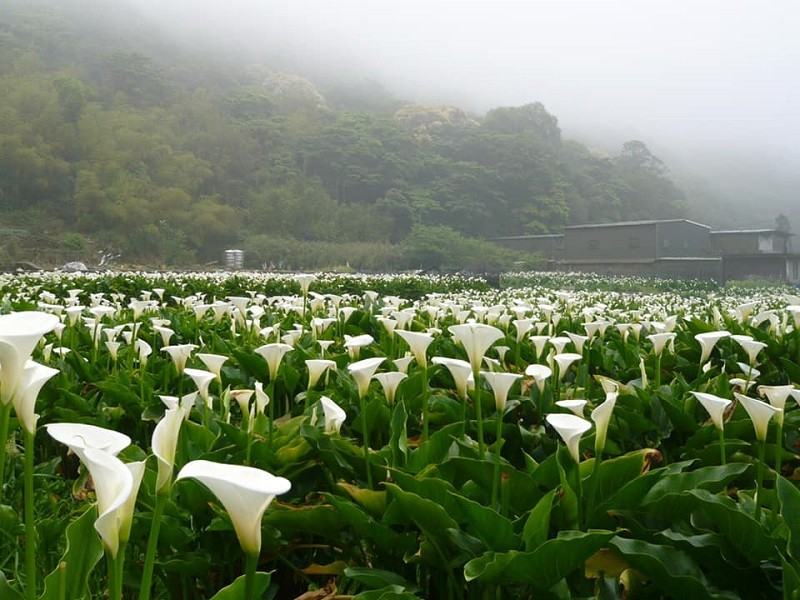 Hoa loa kèn trên núi Dương Minh tháng 5