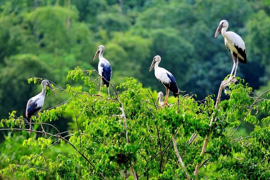 Khu bảo tồn chim Thung Nham, Ninh Bình