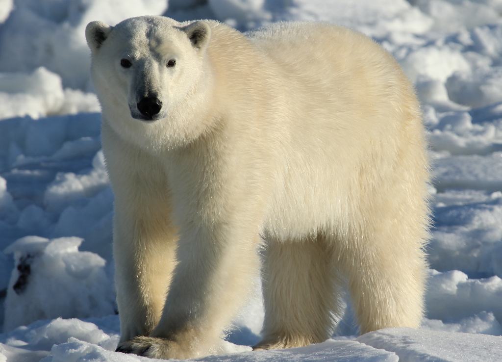 Gấu Bắc Cực tại thị trấn Churchill.