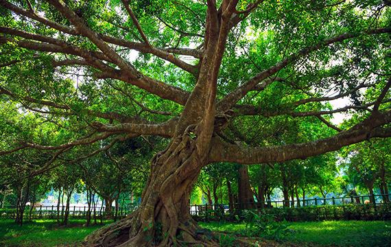 Cận cảnh cây chò ngàn năm tuổi trong vườn quốc gia Cúc Phương