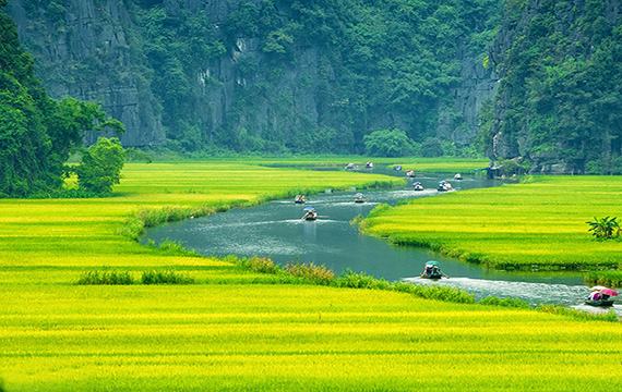 Sông Ngô Đồng mùa lúa chín tuyệt đẹp