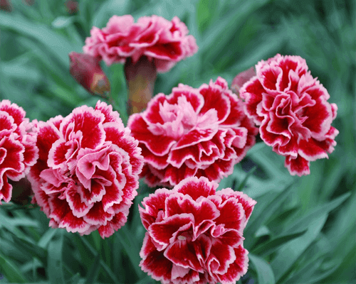 Cung cấp hạt giống hoa cẩm chướng kép mix uy tín tại Thủ Đức