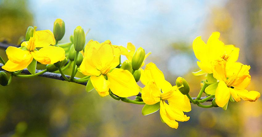 Hướng dẫn cách chăm sóc hoa mai vàng để hoa nở đúng dịp Tết