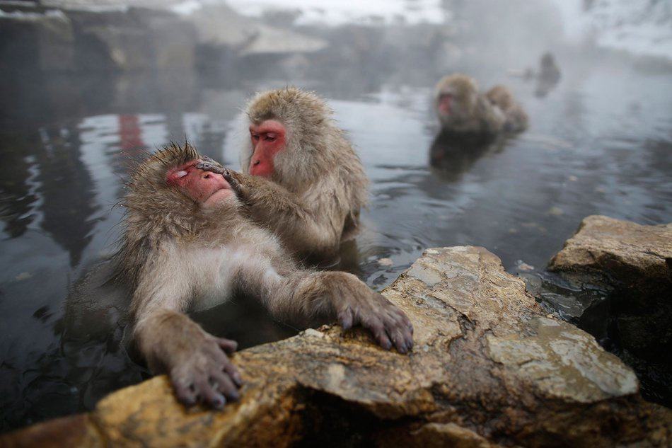Khỉ tuyết Nhật tắm suối nước nóng để giảm căng thẳng - Thế giới ...