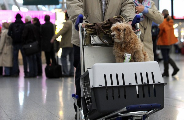 Đi máy bay có được mang theo chó không? » Vietjet Air