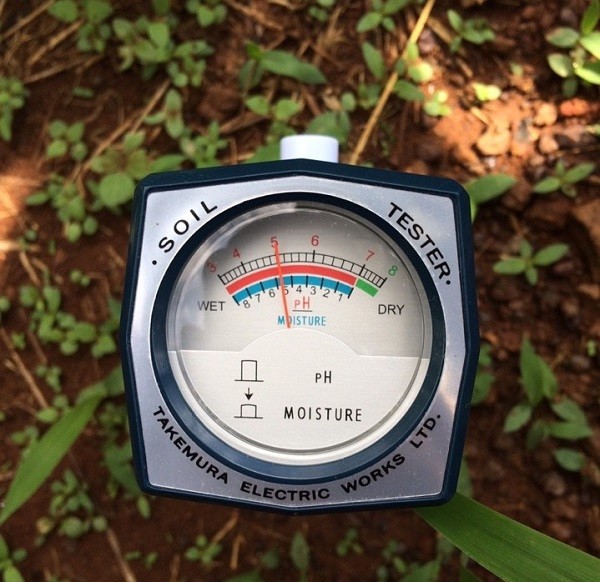 Máy đo độ pH của đất trồng ổi - Dichvuhay.vn