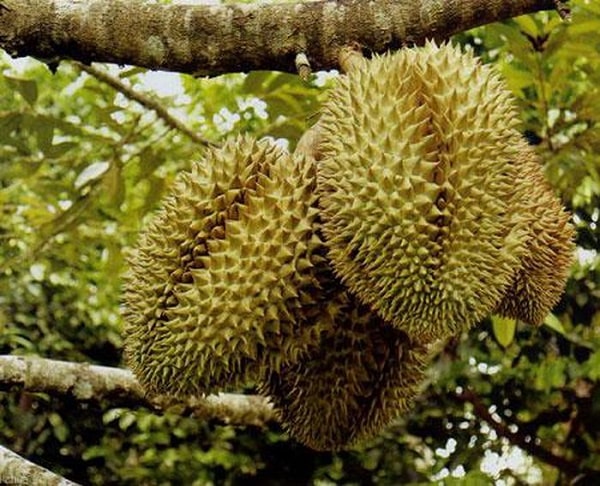 Kỹ thuật chăm sóc cây sầu riêng cho trái sai - Dichvuhay.vn
