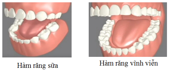 Thường trẻ thay răng sữa bao nhiêu lần?