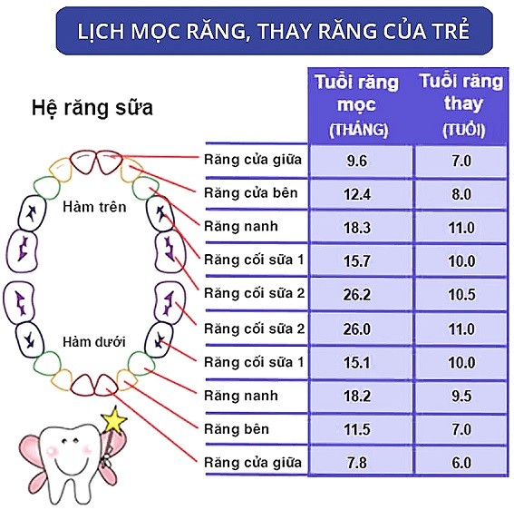 Cập nhật trình tự và mốc thời gian thay răng sữa