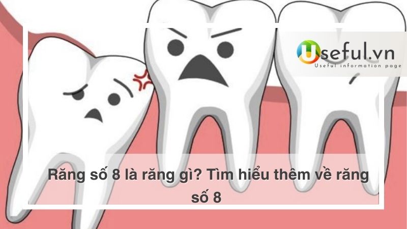 Răng số 8 là răng gì? Tìm hiểu thêm về răng số 8