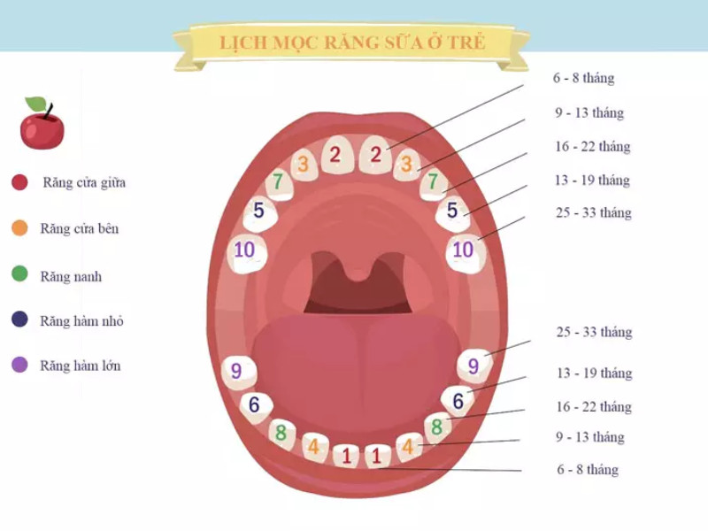 Một số vai trò của răng sữa đối với sự phát triển của trẻ