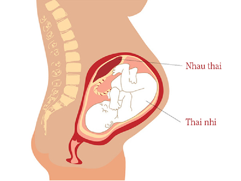 nhau thai la gi 1 1