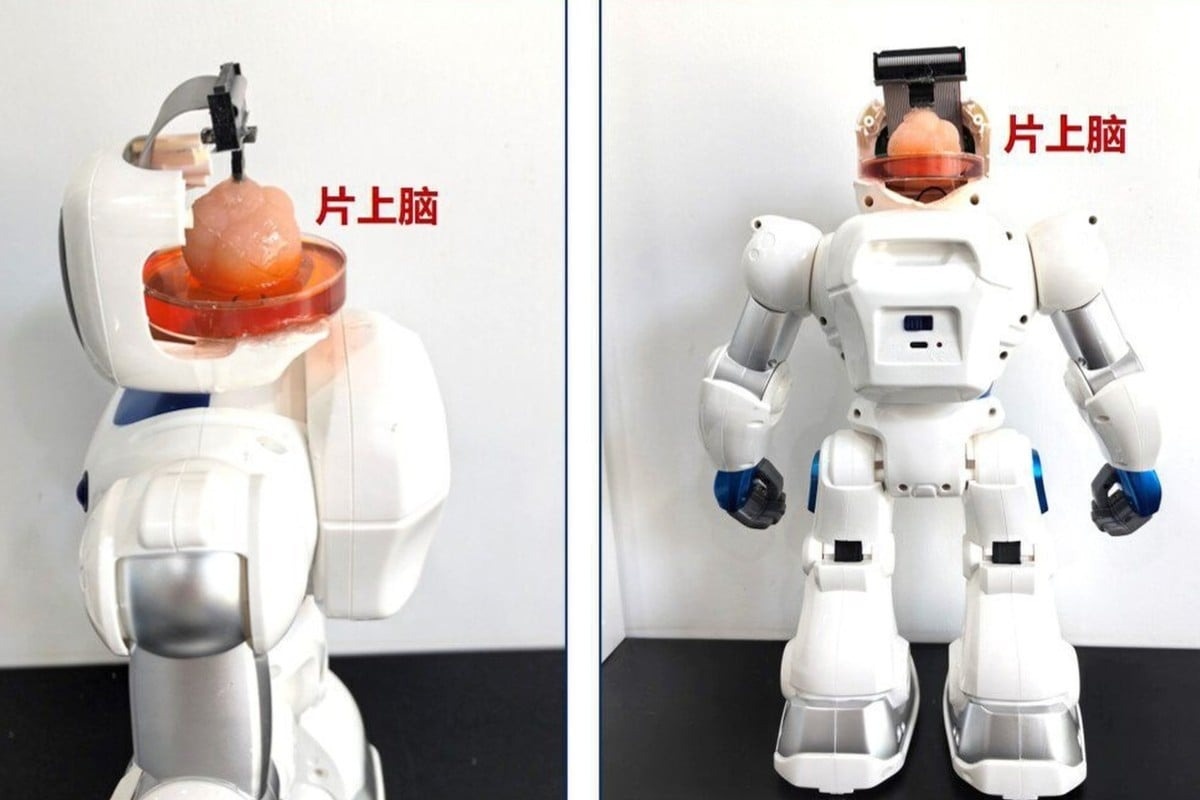 Robot Trung Quoc co nao lam tu te bao con nguoi hinh anh