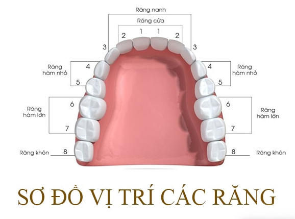 Răng số 8 là răng gì? Tìm hiểu thêm về răng số 8 