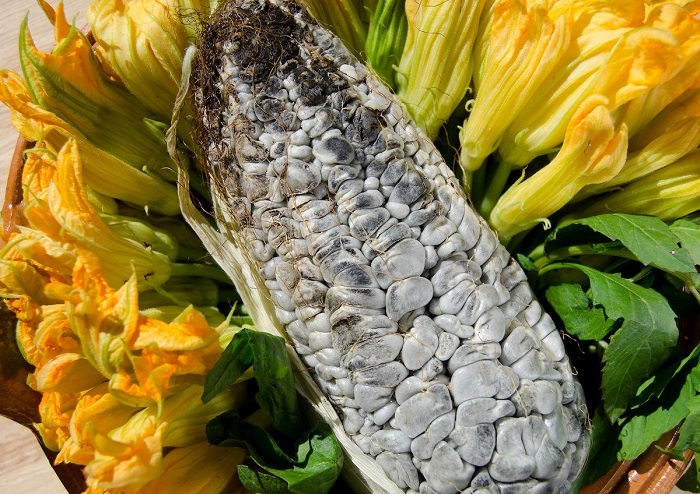 Ngô mọc nấm Huitlacoche, Mexico là món ăn kỳ lạ nhất thế giới