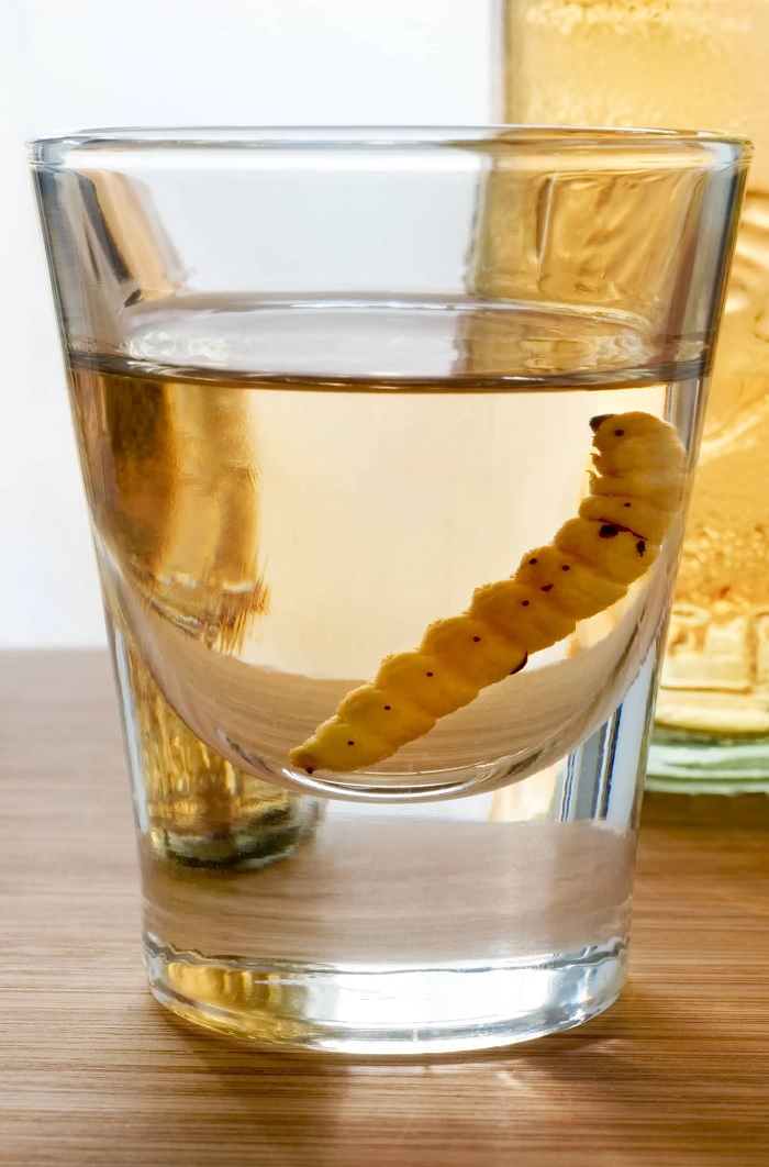 Rượu Tequila Worm, Mexico là món ăn kỳ lạ nhất thế giới