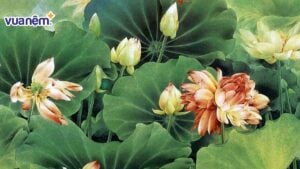 Luận về sao Thiên Lương, ý nghĩa sao tại các cung