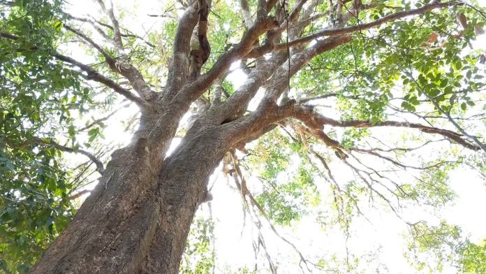 Địa Điểm Du Lịch Đắk Lắk Địa Điểm Du Lịch Đắk Lắk