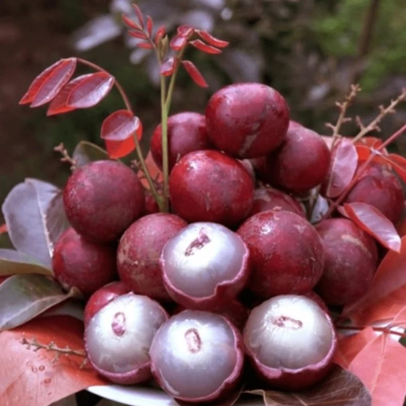 nhan-xuong-tim-1-0734 Nhãn không chỉ giúp cơ thể phục hồi nhanh chóng sau chấn thương mà còn có khả năng trung hòa gốc tự do – nguyên nhân chính gây lão hóa và tổn thương tế bào