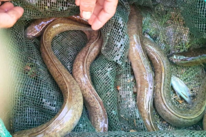 ca-chinh-suoi-1402 Cá chình suối là loại cá đánh bắt tự nhiên, khó mà nuôi nhân tạo, đi chợ thấy đừng tiếc tiền mua