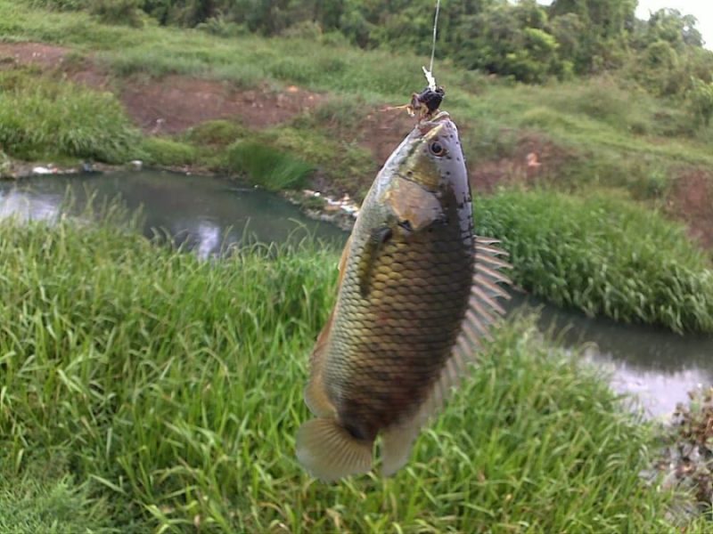 ca-ro-1406 Cá rô đồng có thịt béo, thơm, dai, ngon, có giá trị thương phẩm cao tuy rằng hơi nhiều xương.