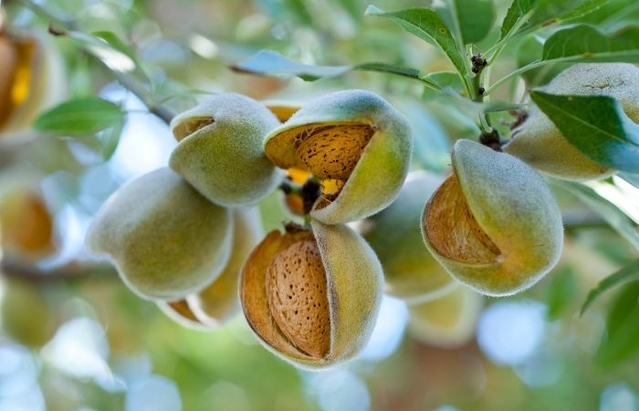 loi-ich-cua-hanh-nhan-1-1522 Hạnh nhân là nguồn dồi dào các vitamin và khoáng chất quan trọng, bao gồm vitamin E, vitamin B2 (riboflavin), magiê, phốt pho, kali và canxi