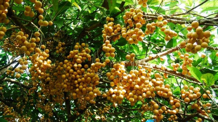 địa điểm du lịch Cà Mau địa điểm du lịch Cà Mau