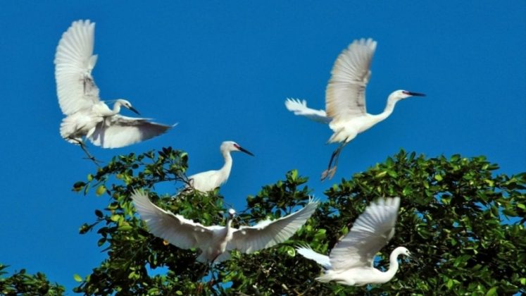 địa điểm du lịch Cà Mau địa điểm du lịch Cà Mau