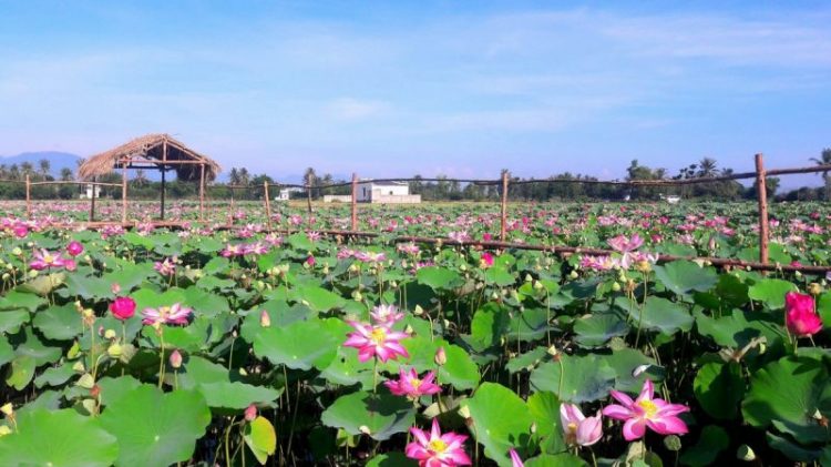 Địa điểm du lịch Ninh Thuận Địa điểm du lịch Ninh Thuận