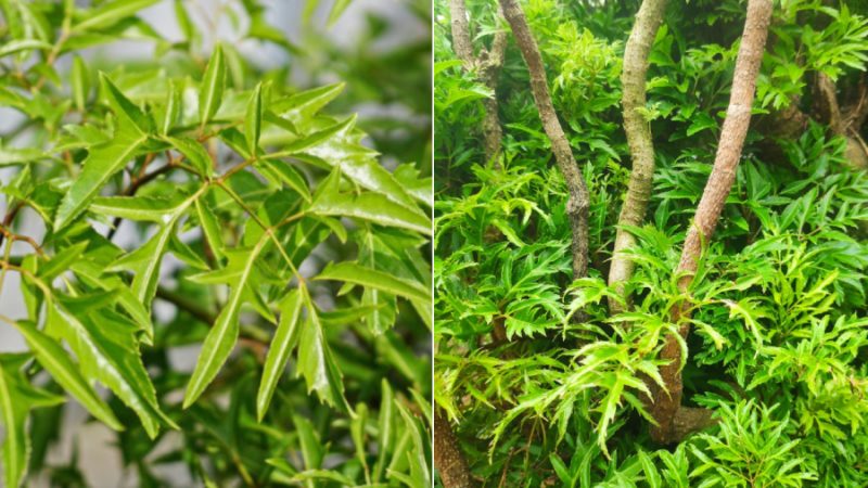 cay-dinh-lang-phunutoday-01-1658 Có thể sử dụng lá, rễ, cành của cây đinh lăng để bồi bổ sức khỏe, hỗ trợ điều trị một số bệnh.