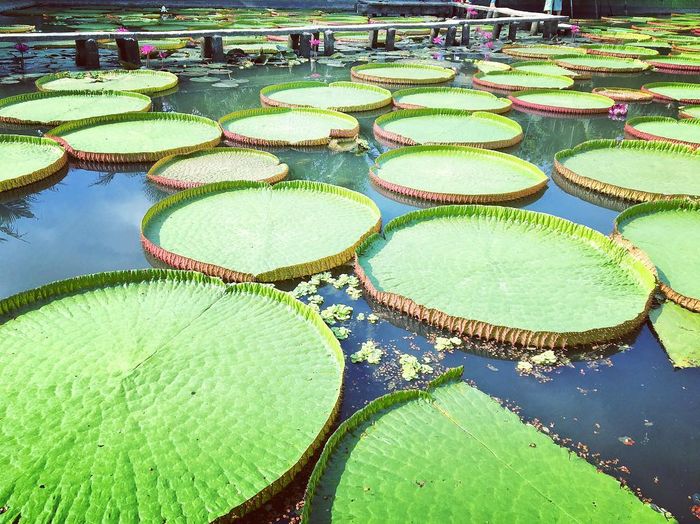 địa điểm du lịch Đồng Tháp địa điểm du lịch Đồng Tháp