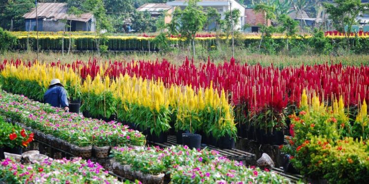 địa điểm du lịch Đồng Tháp địa điểm du lịch Đồng Tháp