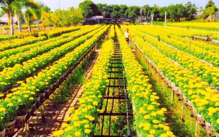 địa điểm du lịch Đồng Tháp địa điểm du lịch Đồng Tháp