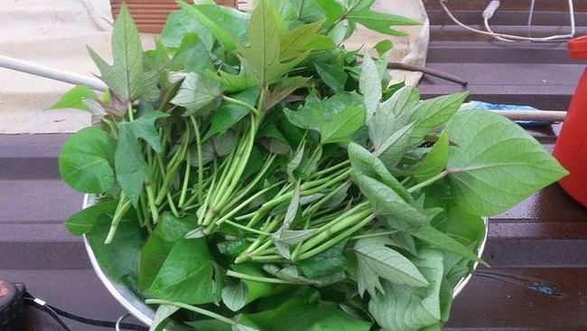 loi-ich-cua-rau-khoai-lang-1-1531 Nếu bệnh nhân ung thư muốn tự chế biến nước ép từ trái cây hoặc rau củ, cần đảm bảo rửa sạch nguyên liệu và nấu chín kỹ càng