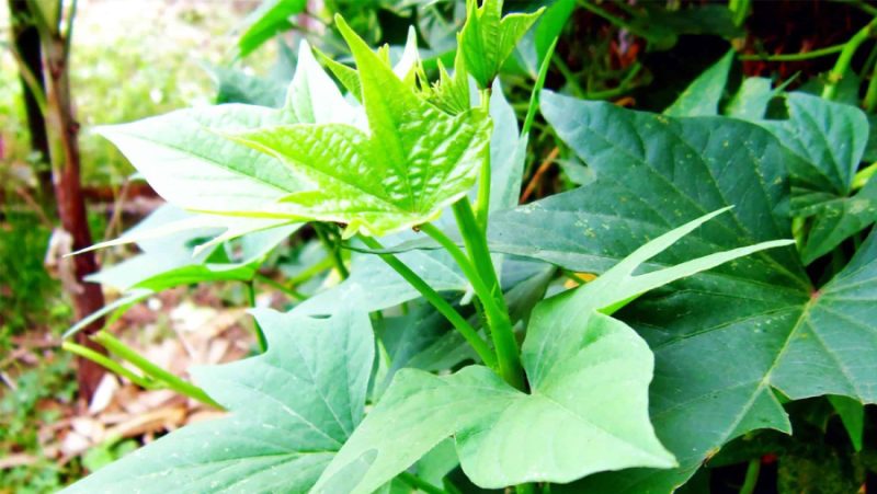 loi-ich-cua-rau-khoai-lang-1531 Tác dụng của lá khoai lang
