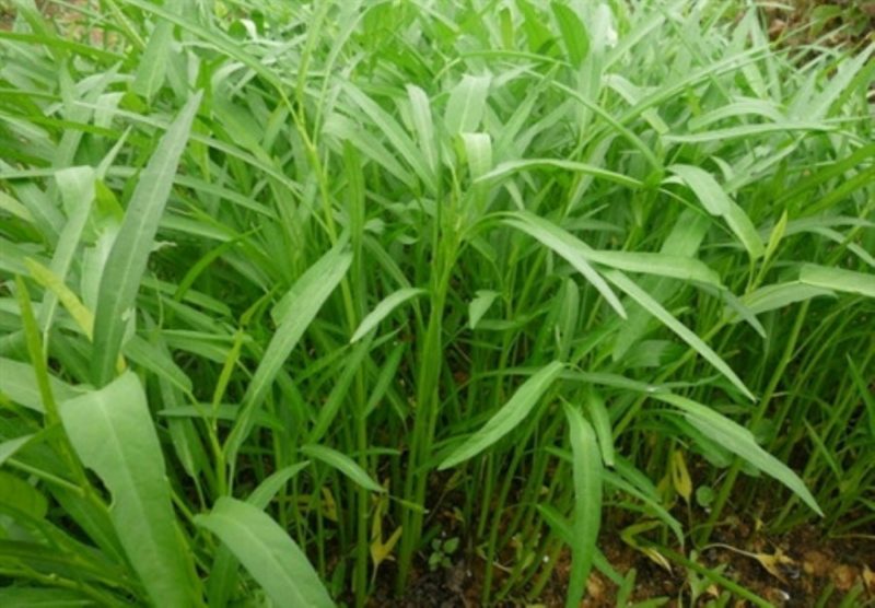 rau-muong-1500 Rau muống