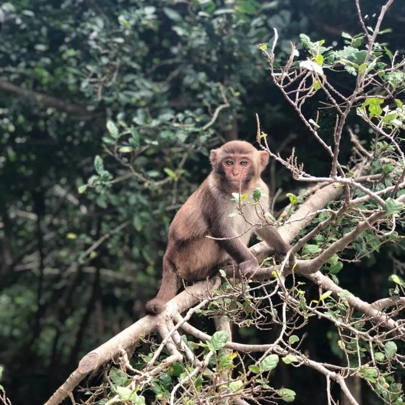 tour dao khi dao hoa lan vinh nha phu1 jpg