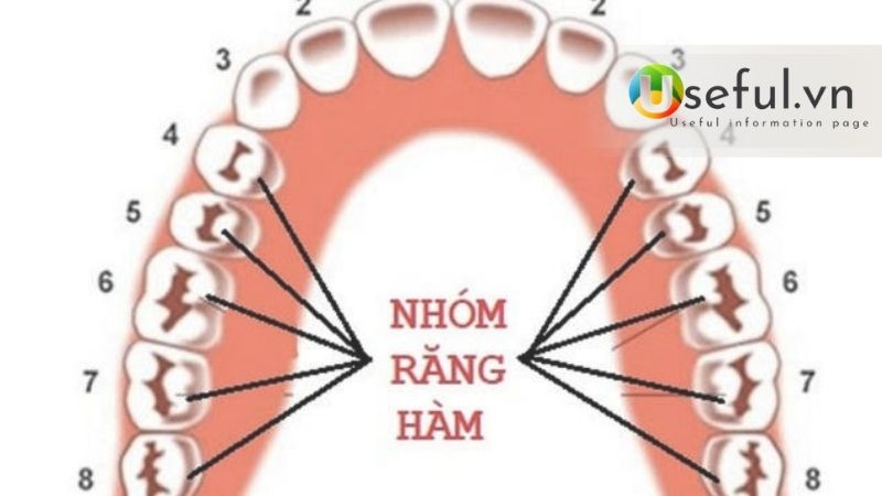 Răng hàm có thay không? Bao lâu nên khám nha khoa tổng quát một lần 