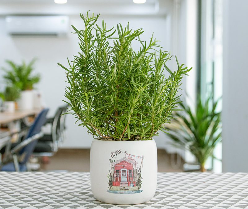 cay-huong-thao-0910 Hương thảo mang lại tác dụng an thần nhẹ nhàng, giúp làm dịu hệ thần kinh và xoa tan căng thẳng, lo âu
