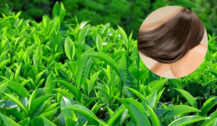 loai-la-giup-ngan-rung-toc-2-1958 Theo nhiều nghiên cứu y học hiện đại, thói quen uống trà xanh mỗi ngày có thể hỗ trợ duy trì huyết áp ổn định và giảm lượng cholesterol xấu trong máu